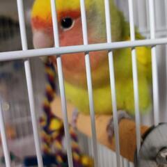 コザクラインコ