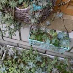 特記事項お取り引き条件有★多肉植物など植物の画像