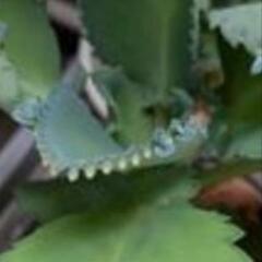 特記事項お取り引き条件有★多肉植物など植物の画像