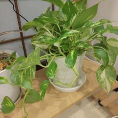 特記事項お取り引き条件有★多肉植物など植物の画像