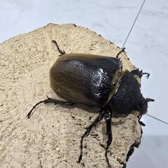 エレファスゾウカブト♀