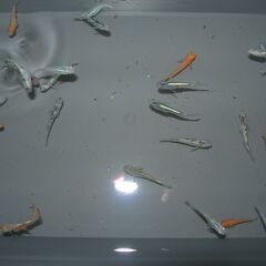 メダカ　MIX　選別外　30匹位の画像