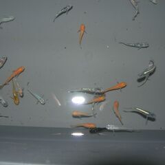 メダカ　MIX　選別外　30匹位の画像