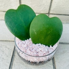 ハートホヤ　ホヤカーリー　ラブラブハート　観葉植物　ハイドロカルチャー
