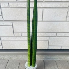 サンスベリア　キリンドリカ　観葉植物　ハイドロカルチャーの画像