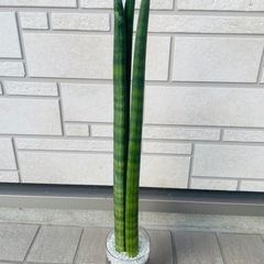 サンスベリア　キリンドリカ　観葉植物　ハイドロカルチャーの画像