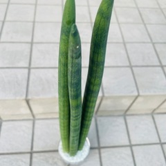 サンスベリア　キリンドリカ　観葉植物　ハイドロカルチャーの画像