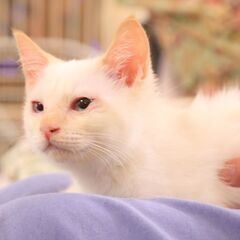10月9日野良猫の子猫を保護しました【白シャム】の男の子