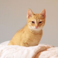 10月9日野良猫の子猫を保護しました【茶トラ】ジャパニーズボブテ...