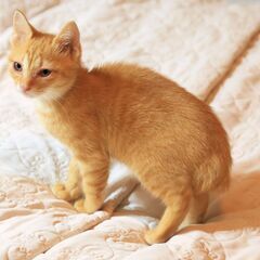 10月9日野良猫の子猫を保護しました【茶トラ】ジャパニーズボブテイルの男の子 - いわき市