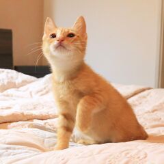 10月9日野良猫の子猫を保護しました【茶トラ】ジャパニーズボブテイルの男の子 - 猫