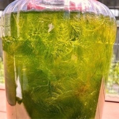 水草　マツモ