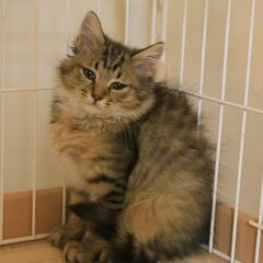 10月10日野良猫の子猫を保護しました長毛キジトラの女の子、母猫...