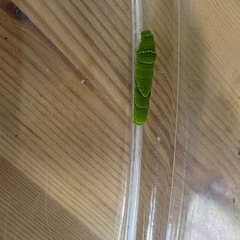 アゲハ蝶　みかんの葉・枝を譲ってください