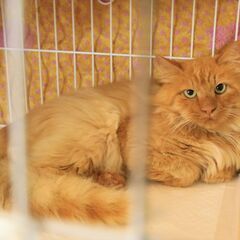 10月10日ライオンのような素敵な長毛猫さんを保護しました