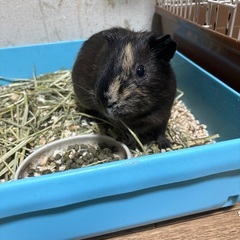 モルモット オス 3才【里親様決定しました】