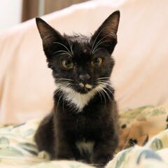 10月11日に保護しました懐っこくて可愛い白黒猫さんです