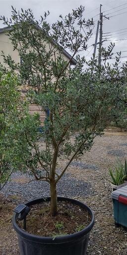 オリーブ の木 品種(ネバディロブランコ)