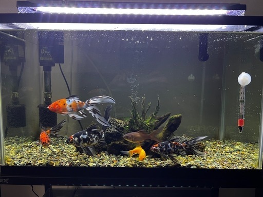 60センチ水槽、金魚