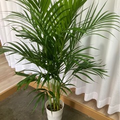 観葉植物✨アレカヤシ✨