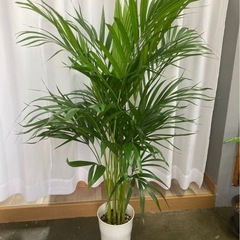 観葉植物✨アレカヤシ✨の画像