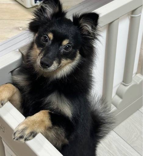 ポメラニアンの子犬 メス (石川愛里沙) 茨木市のポメラニアンの ポメラニアンの子犬 メス (石川愛里沙) 茨木市のポメラニアンの