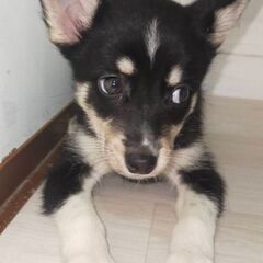 柴犬男の子