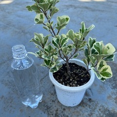 フィカス　トリアングラリス　斑入り（レアプランツ　観葉植物）
