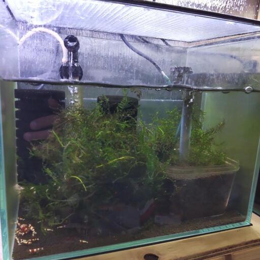 ビーシュリンプ水槽 ③