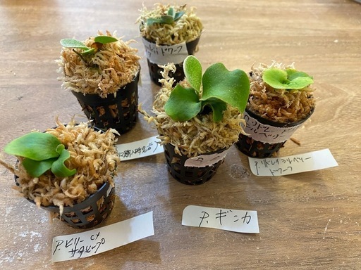 【観葉植物】 ビカクシダ・幼苗セット