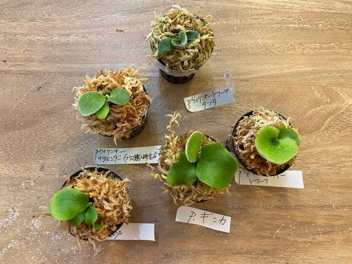 【観葉植物】 ビカクシダ・幼苗セット