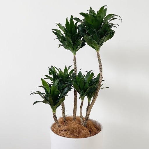 観葉植物 ドラセナ コンパクタ 60cm