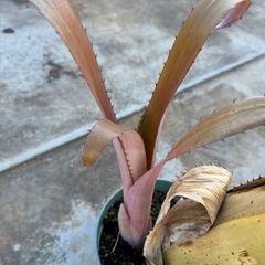 エクメア　ブロメリフォリア　ルブラ　（レアプランツ　観葉植物）の画像