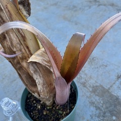 エクメア　ブロメリフォリア　ルブラ　（レアプランツ　観葉植物）の画像