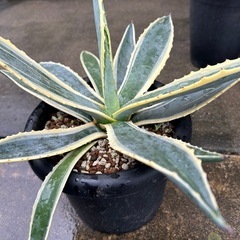 【アガベ　アメリカーナ　斑入り】
