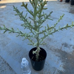 ユーフォルビア　トナカイキリン　1品目（レアプランツ　観葉植物）