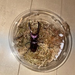 【ペア】メタリフェルホソアカクワガタ　亜種フィナエ　パープル系統