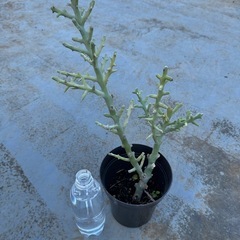 ユーフォルビア　トナカイキリン　2品目（レアプランツ　観葉植物）