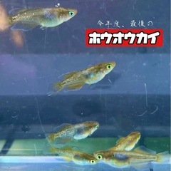 今年最後の鳳凰改‼️🐟メダカ　鳳凰改🐟