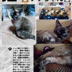 迷子猫のリリちゃんです！