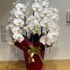 【値下げしました／連休中のみ掲載】胡蝶蘭　鉢植え　三本立て