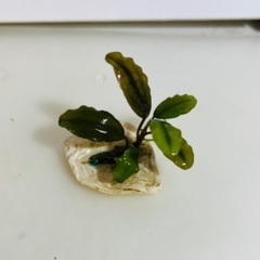 〜ブセファランドラ〜　珍しい水草！の画像