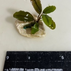 〜ブセファランドラ〜　珍しい水草！の画像