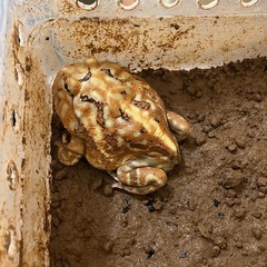 ブラジェット　ツノガエル