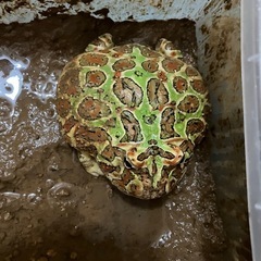 ベルツノガエル