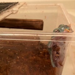 イエアメガエル　2匹の画像