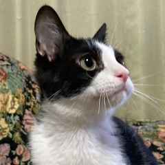 綺麗なハチワレ子猫 - 里親募集