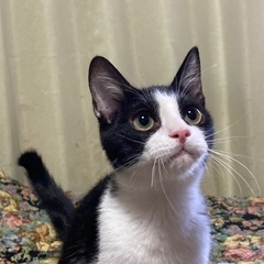 綺麗なハチワレ子猫