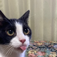 綺麗なハチワレ子猫 - 猫