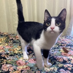 綺麗なハチワレ子猫 - 大田市